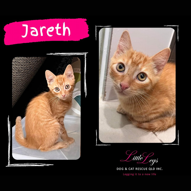 Photo of Jareth