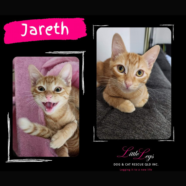 Photo of Jareth