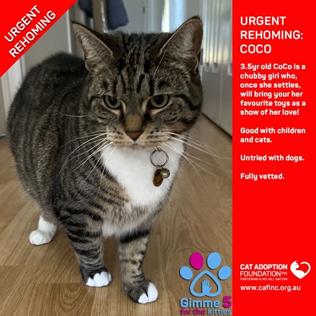 Photo of Co Co Private Rehoming No Charge!