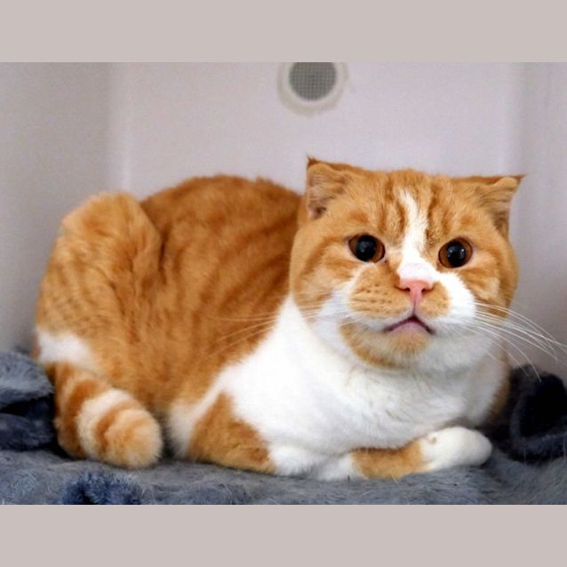 Photo of Bumble Bee Sta011318