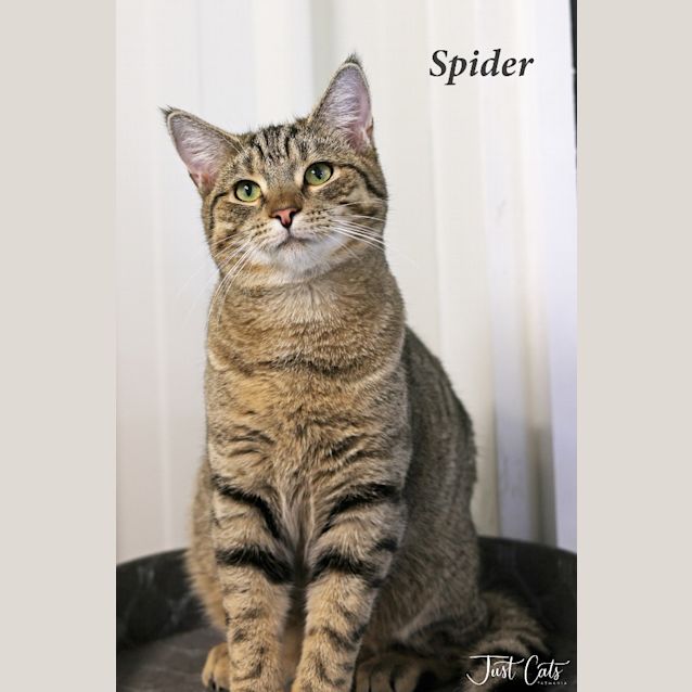 Photo of Spider