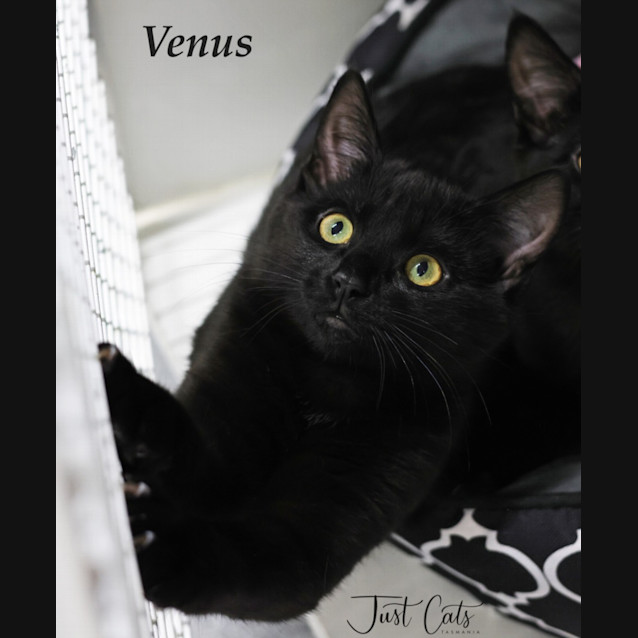 Photo of Venus
