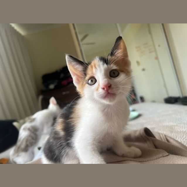Photo of Gypsy