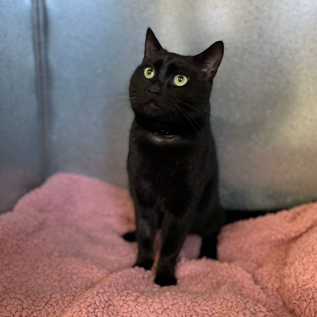 Photo of Charles Lickens