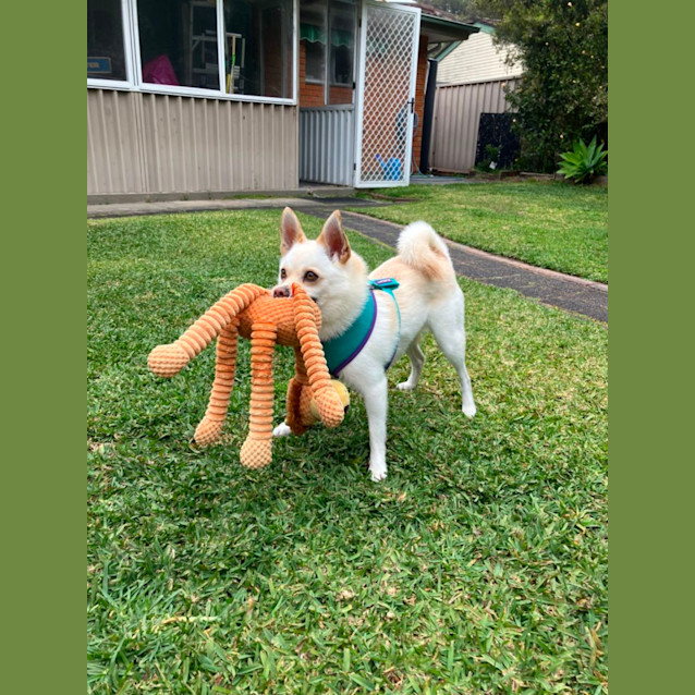 Photo of Bolt ~ 4.5yr Chi X Pom ~ Adopted 21/8/23