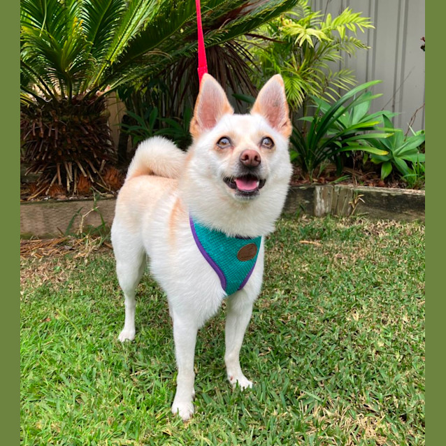 Photo of Bolt ~ 4.5yr Chi X Pom ~ Adopted 21/8/23
