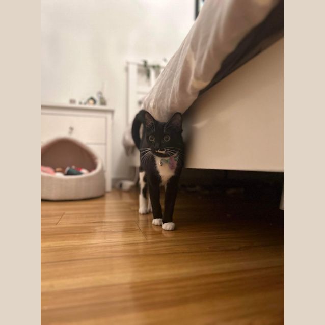 Photo of 🎀 Catsup 🎀