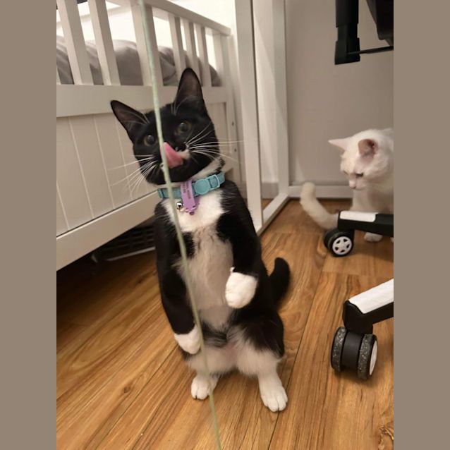 Photo of 🎀 Catsup 🎀