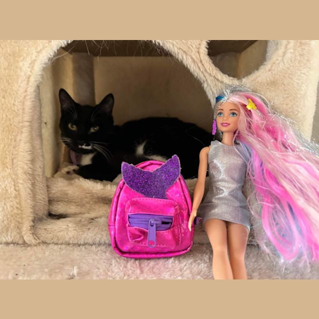 Photo of 🎀 Catsup 🎀