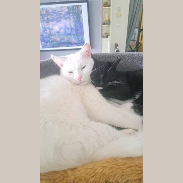 Photo of Archie *9 Lives Project Rescue*