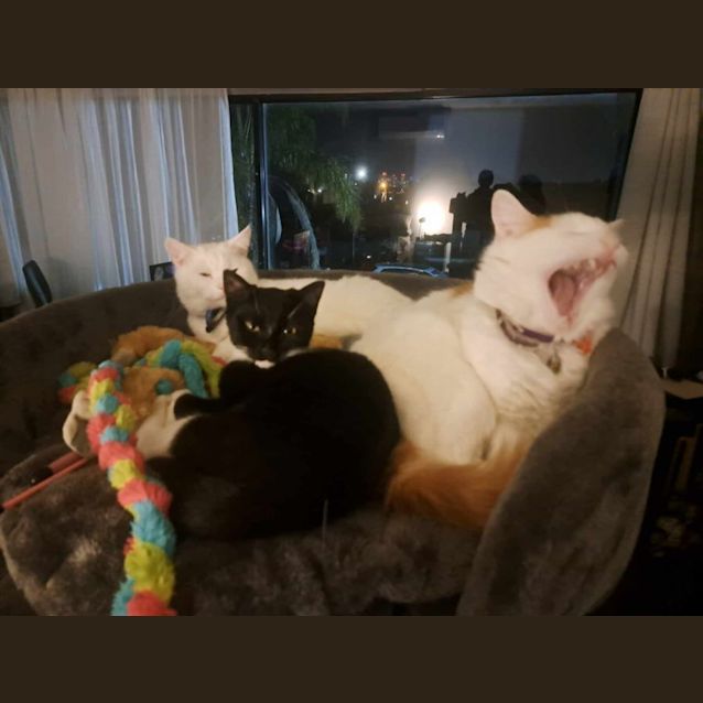 Photo of Archie *9 Lives Project Rescue*