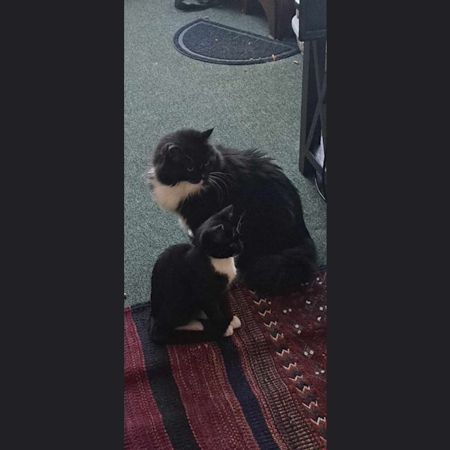 Photo of Archie *9 Lives Project Rescue*