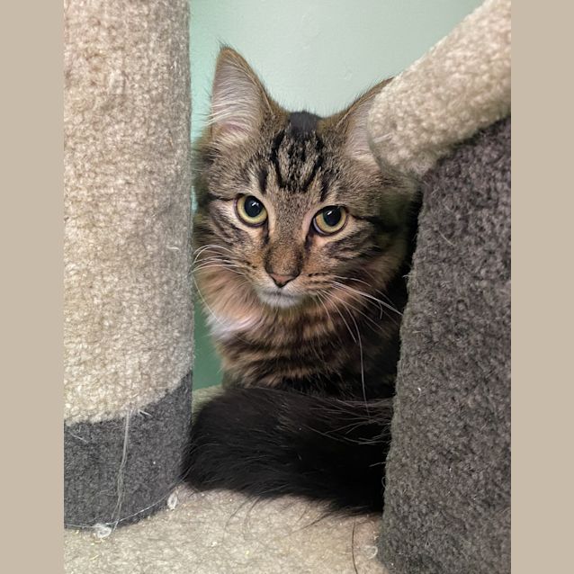 Photo of Mochi