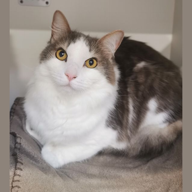 Photo of Ollie