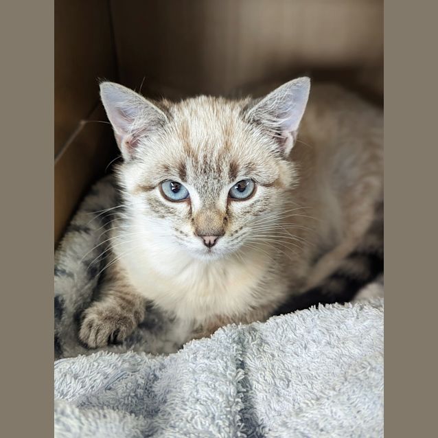 Photo of Peaches