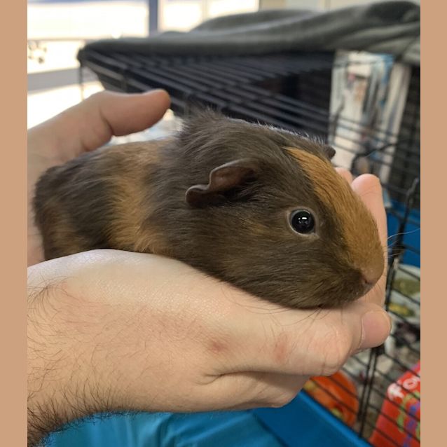 Photo of Fudge