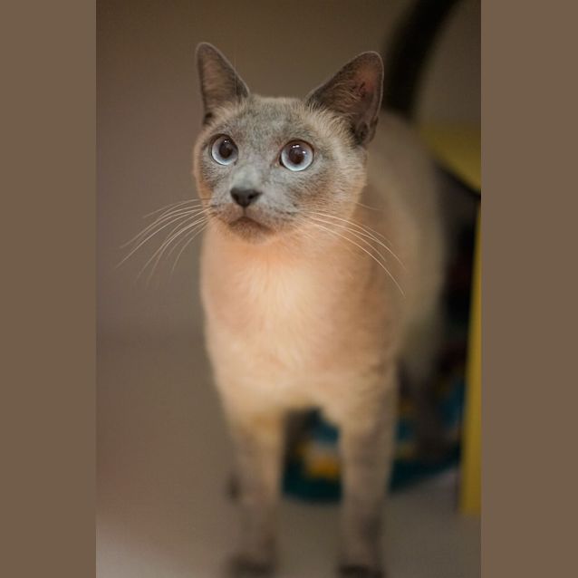 Photo of Luna