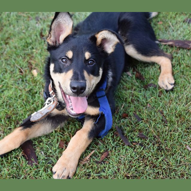 Photo of Mojo