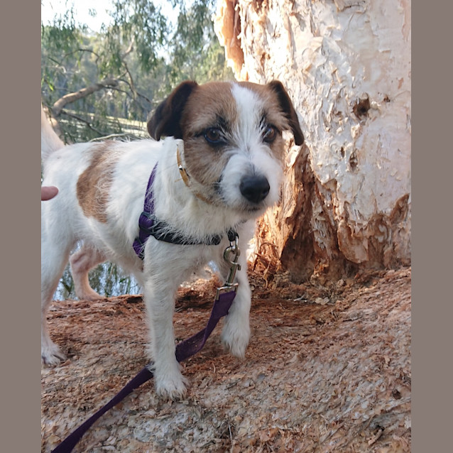 Photo of Lollie