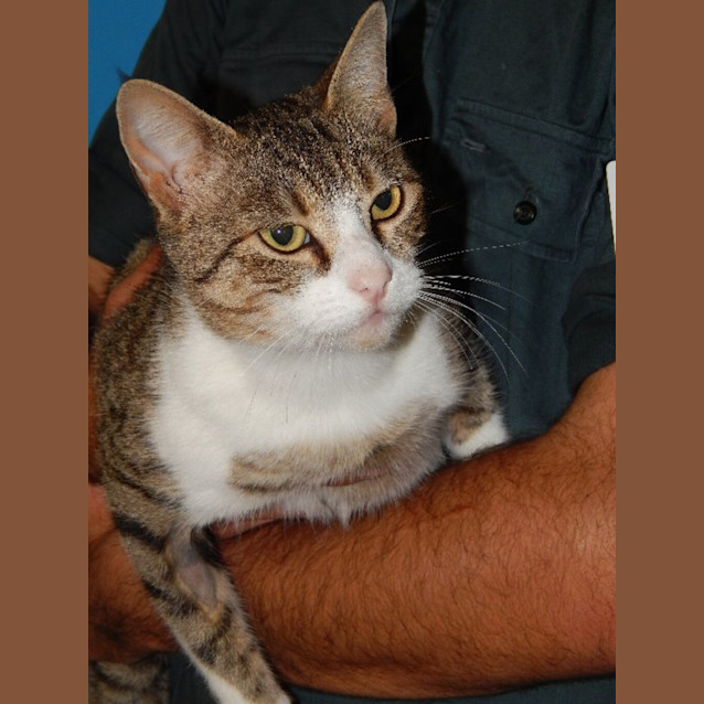 Photo of Ellie(kitty Fluff)