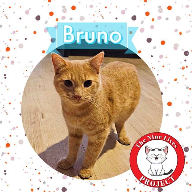 Photo of Bruno *9 Lives Project Rescue*