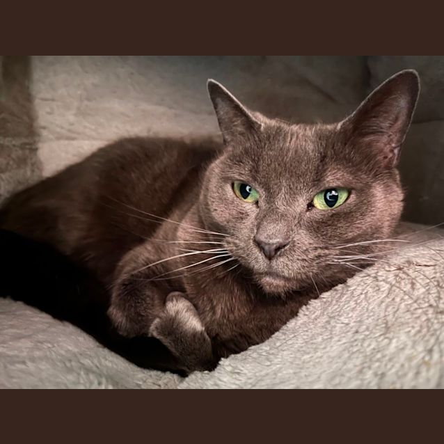 Photo of Ardie Pants *9 Lives Project Rescue*