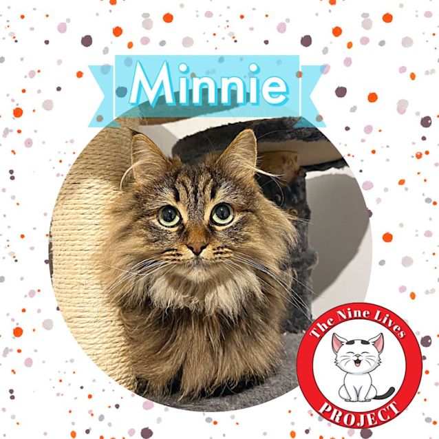 Photo of Minnie *9 Lives Project Rescue*