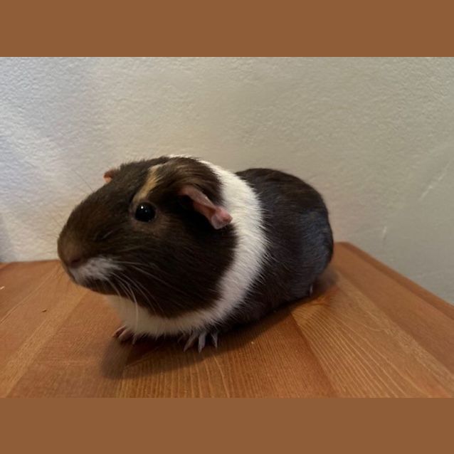 Photo of Cosmo