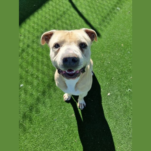 Photo of Herbert Imp 1123