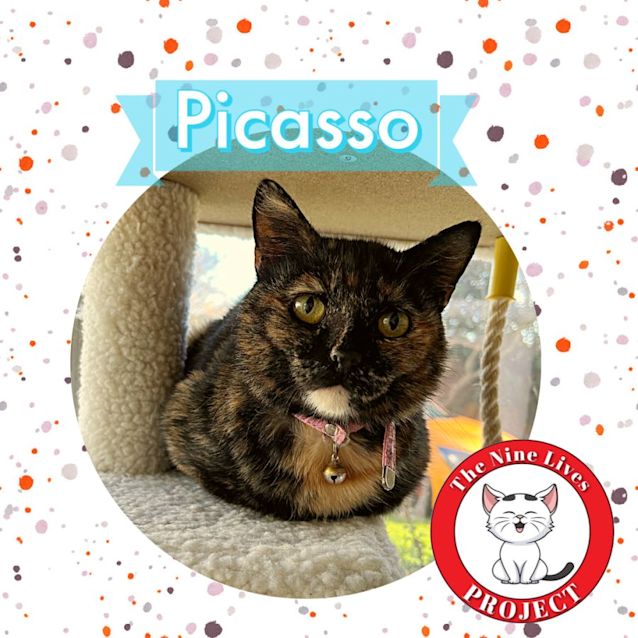 Photo of Picasso *9 Lives Project Rescue*