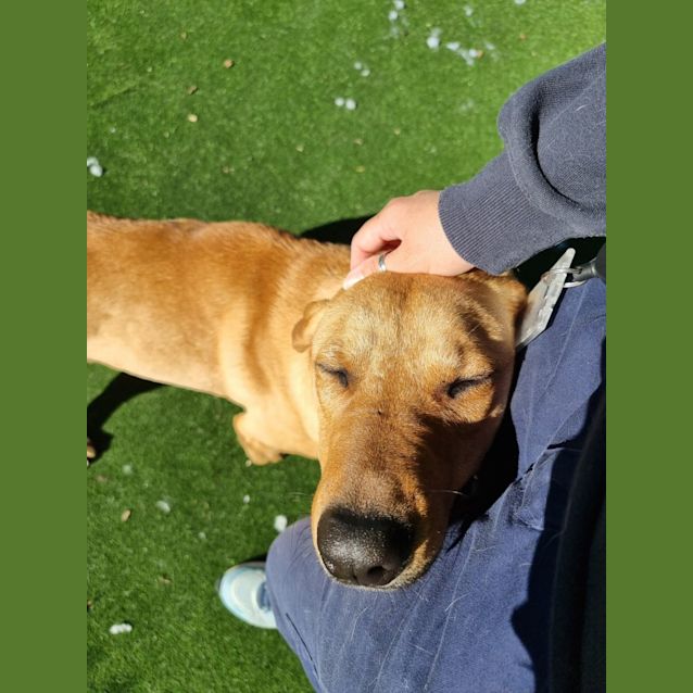 Photo of Mouse Imp 581