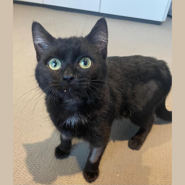 Photo of Stormy