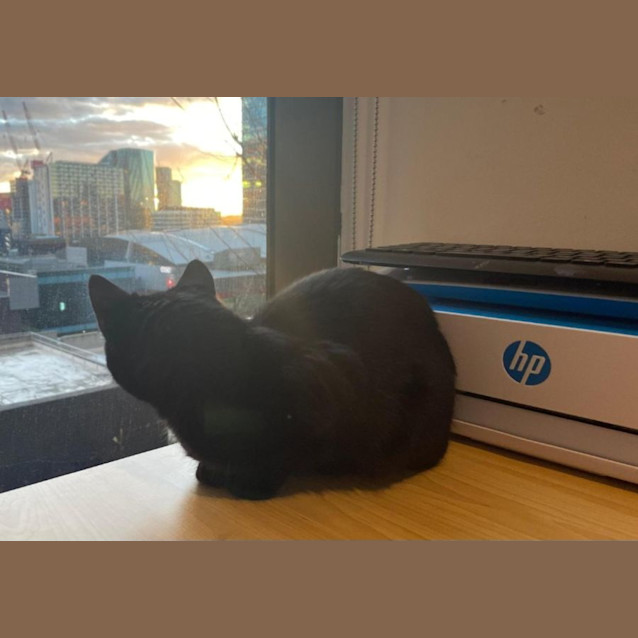 Photo of Stormy