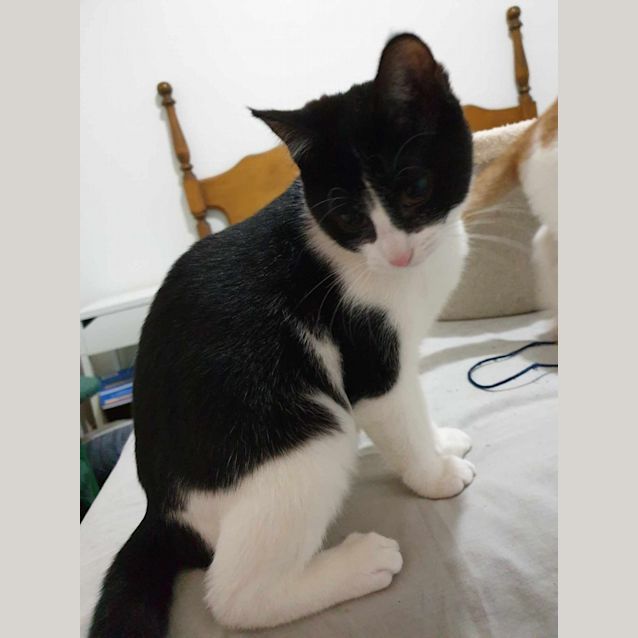 Photo of Remy