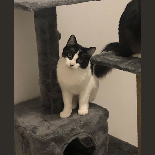 Photo of Jellybean