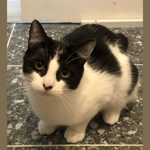 Photo of Jellybean