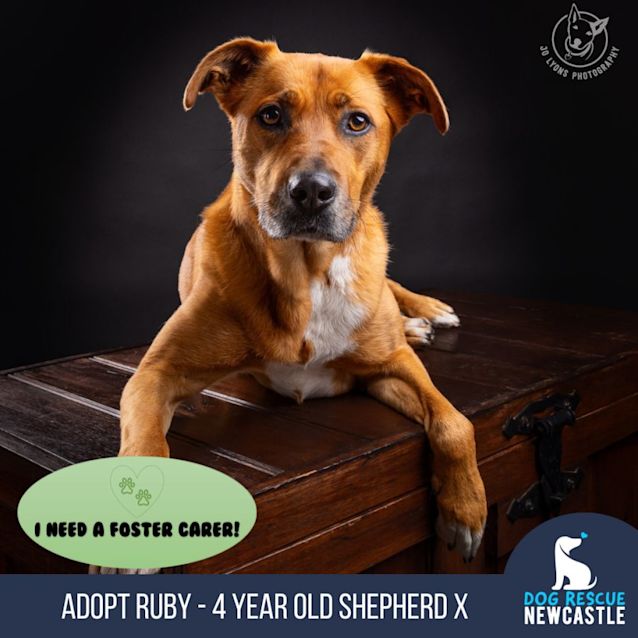 Photo of Ruby   4 Year Old Shepherd X (Trial)