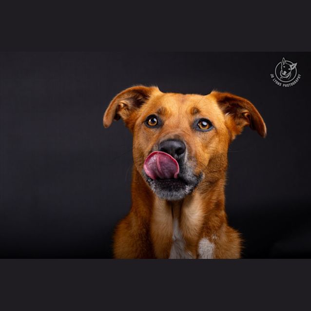 Photo of Ruby   4 Year Old Shepherd X (Trial)