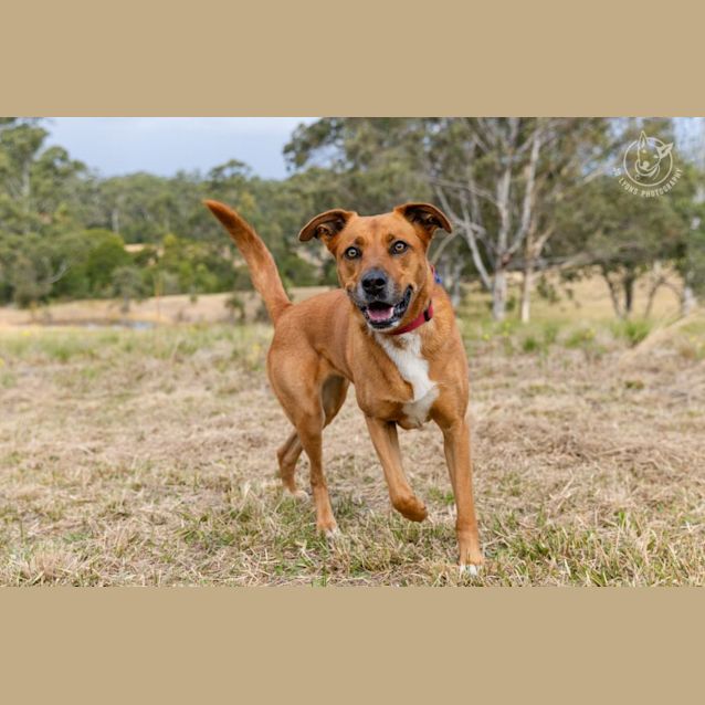 Photo of Ruby   4 Year Old Shepherd X (Trial)