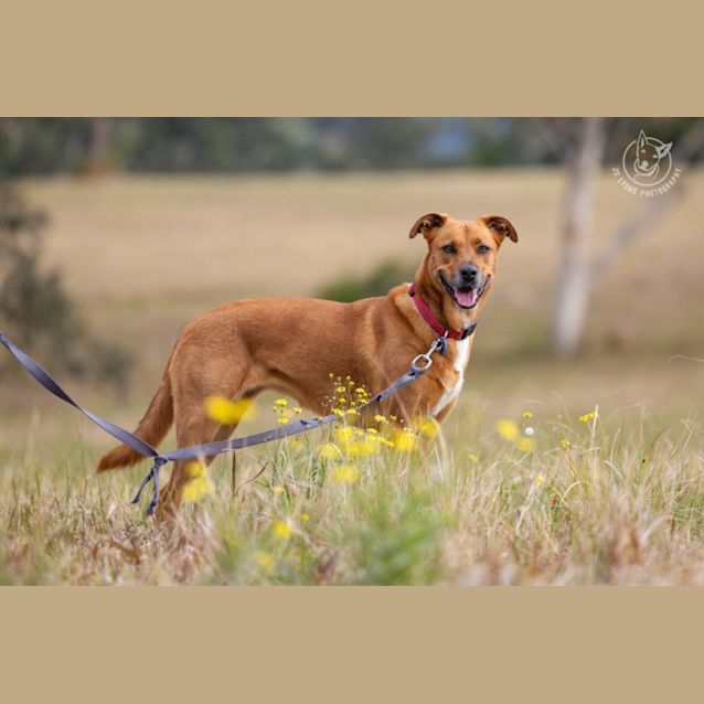 Photo of Ruby   4 Year Old Shepherd X (Trial)