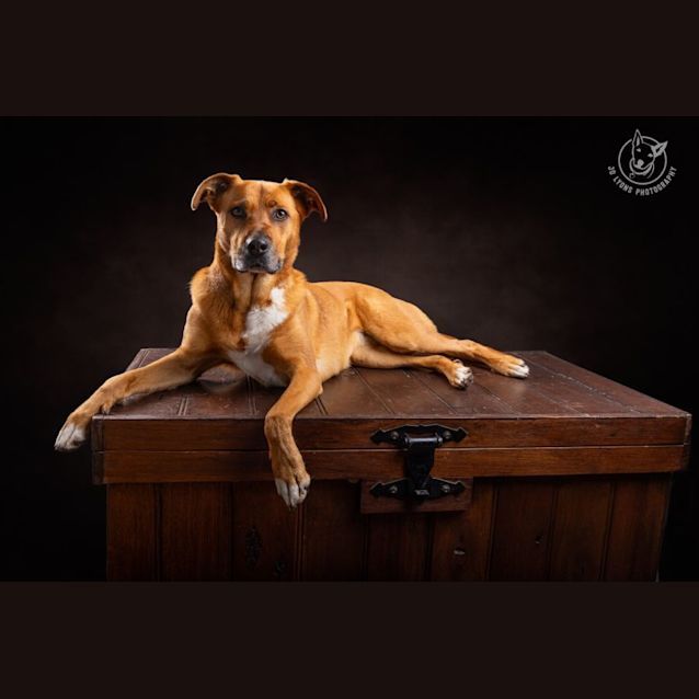 Photo of Ruby   4 Year Old Shepherd X (Trial)