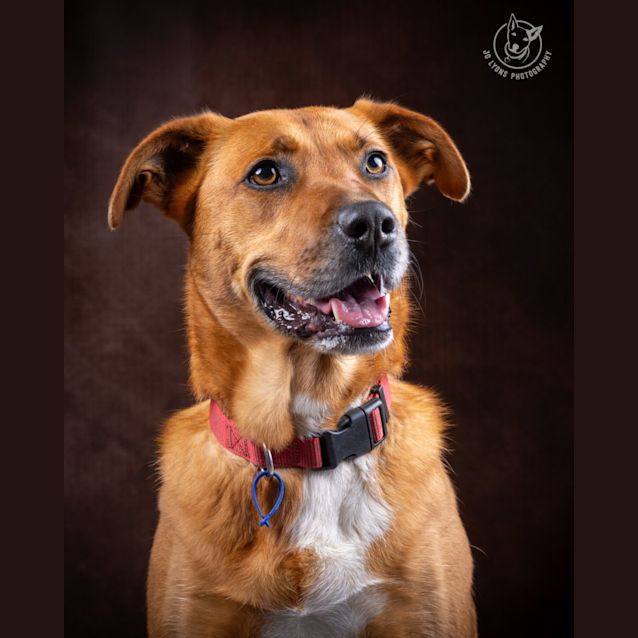 Photo of Ruby   4 Year Old Shepherd X (Trial)