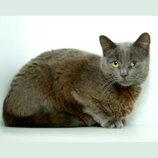 Photo of Nova 
