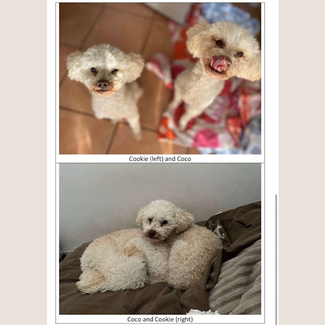 Photo of Coco And Cookie 