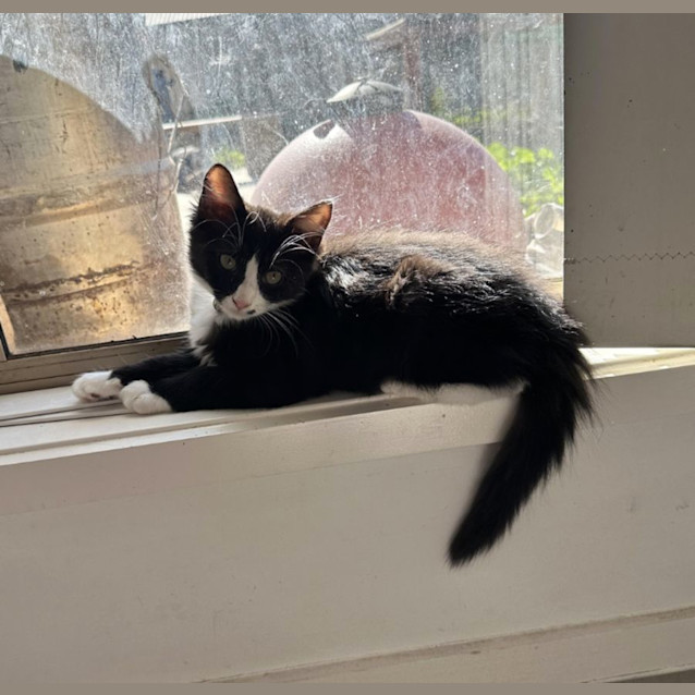 Photo of Clover