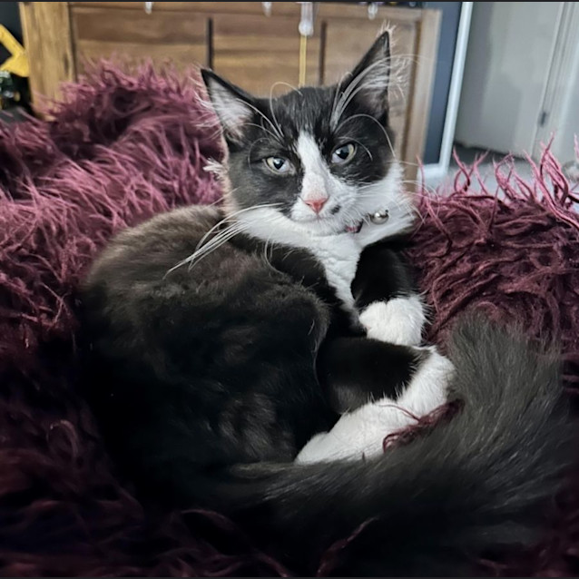 Photo of Clover