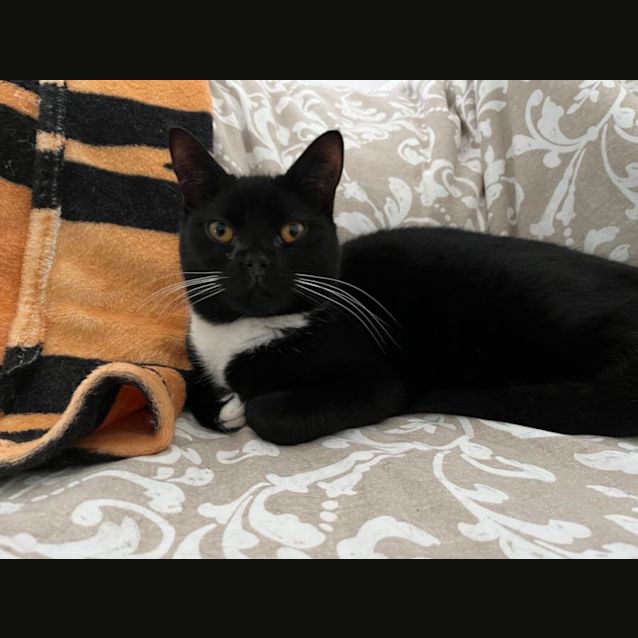 Photo of Marilyn Montoe *9 Lives Project Rescue*