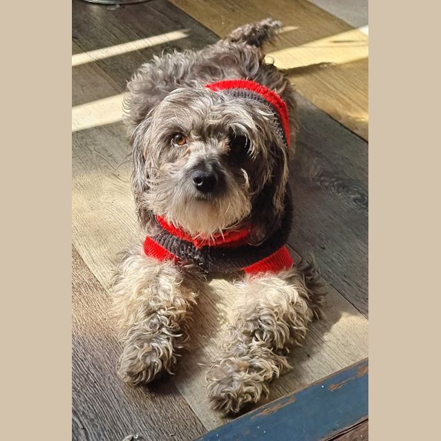 Photo of Scooby