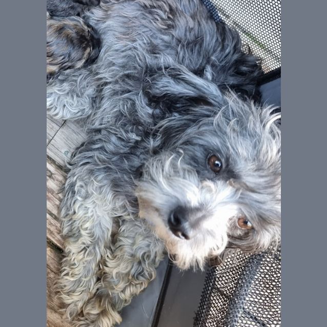 Photo of Scooby