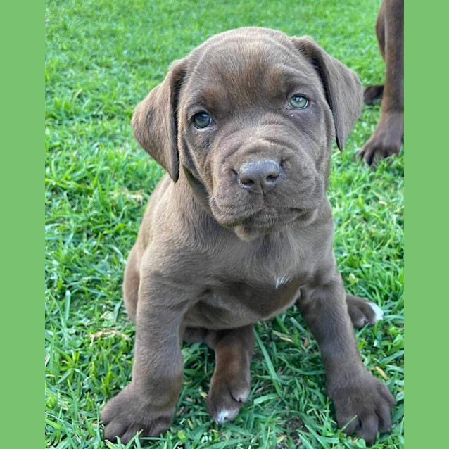 Photo of Coco